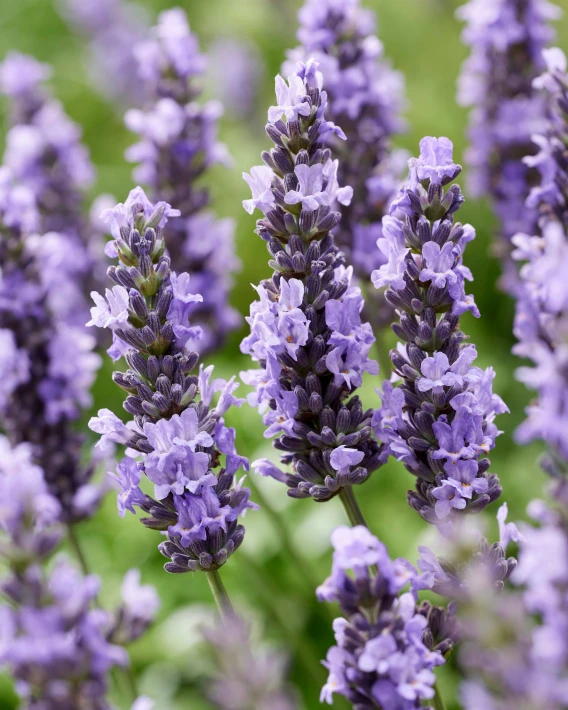 Lavandula Sensational! (23).jpeg
