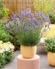 Lavandula Sensational! (11).jpeg