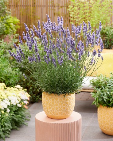 Lavandula Sensational! (11).jpeg