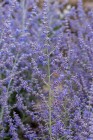 byliny-i-trawy_perovskia_77672_2.jpeg