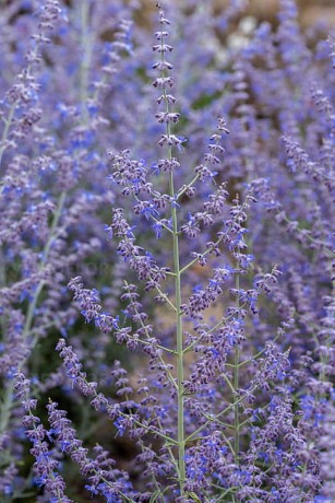 byliny-i-trawy_perovskia_77672_2.jpeg