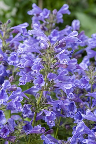 byliny-i-trawy_nepeta_74947_6.jpeg