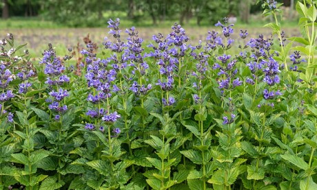 byliny-i-trawy_nepeta_74947_8.jpeg