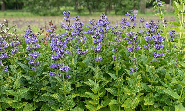 byliny-i-trawy_nepeta_74947_8.jpeg