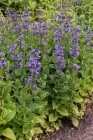 byliny-i-trawy_nepeta_74947_9.jpeg