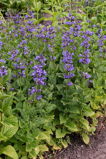 byliny-i-trawy_nepeta_74947_9.jpeg