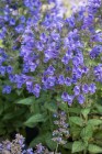 nepeta-hybrida-blue-planet-2.jpeg