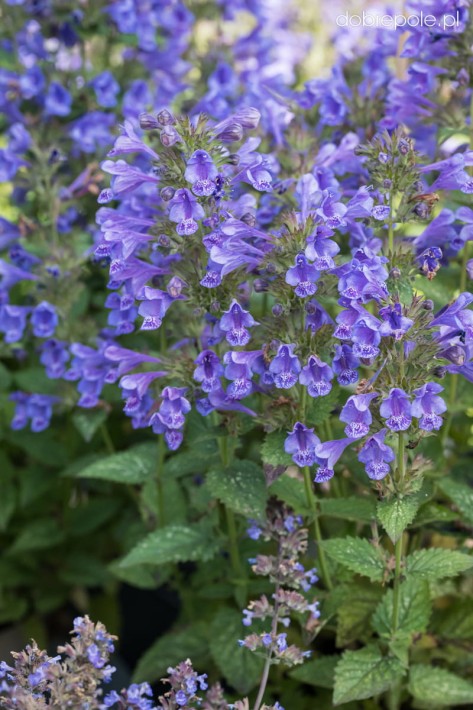 nepeta-hybrida-blue-planet-2.jpeg