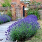 Lavandula angustifolia 'Hidcote' - lavender.jpg
