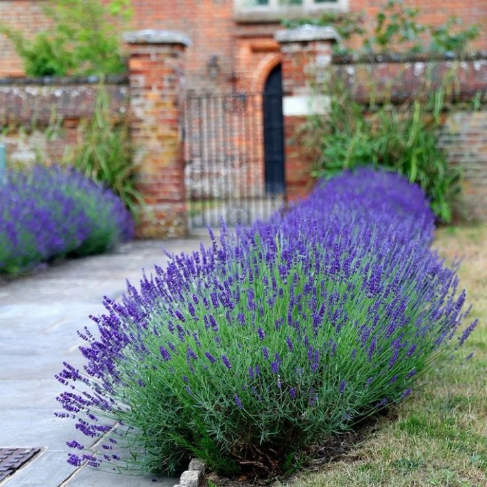 Lavandula angustifolia 'Hidcote' - lavender.jpg