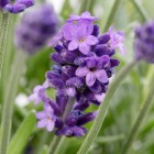 01-Lavender-CleoPatio-Oct2023-WB.jpg