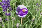 member_impression_00004174_large.jpg