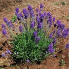 Lavender Dwarf Blue Plants in 9cm Pot (6 Plants).jpg