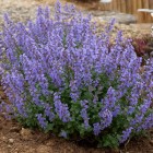 5120-5353_Nepeta-Purrsian-Blue-01-Ball-Colegrave.jpg