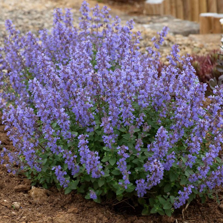 5120-5353_Nepeta-Purrsian-Blue-01-Ball-Colegrave.jpg