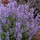 5120-5353_Nepeta-Purrsian-Blue-03-Ball-Colegrave.jpg