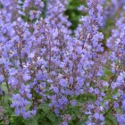 Nepeta 'Purssian Blue' - 3 x Jumbo Plug Plants.jpg