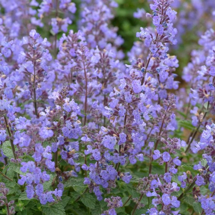 Nepeta 'Purssian Blue' - 3 x Jumbo Plug Plants.jpg