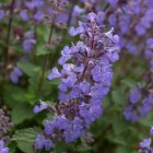 5120-5353_Nepeta-Purrsian-Blue-05-Ball-Colegrave.jpg