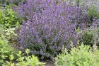 nepeta-purrsian-blue_8.jpeg