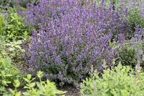 nepeta-purrsian-blue_8.jpeg
