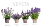 byliny-i-trawy_nepeta_74947_10.jpeg