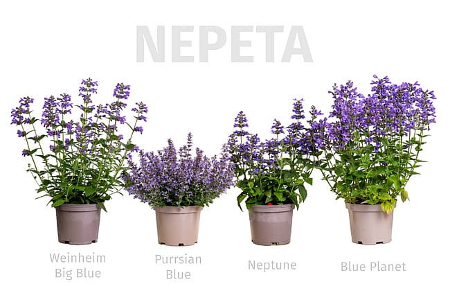 byliny-i-trawy_nepeta_74947_10.jpeg