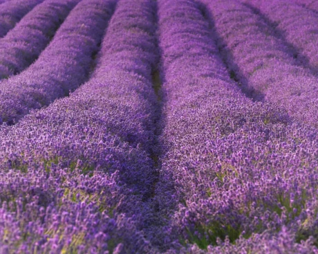 Cotswold-Lavender-1-High-Resolution-SRGB-8bit-a270d66-e1657269238434.jpg.webp