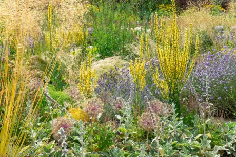 GettyImages-1414934516leadorverbascum-scaled.jpg.webp