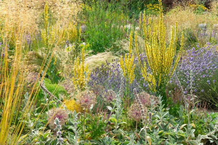 GettyImages-1414934516leadorverbascum-scaled.jpg.webp