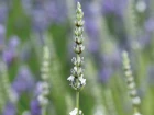 ag_2307_037_preview-edited-scaled.jpg.webp