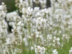 ag_2307_059_preview-edited-scaled.jpg.webp