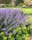 Nepeta Walkers Low.jpg