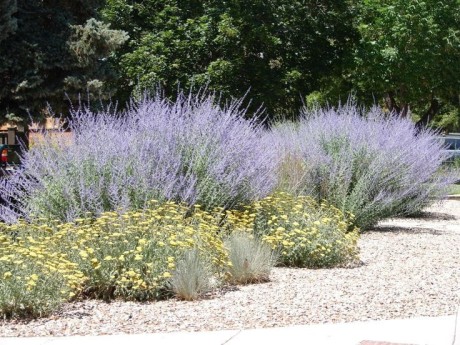 My Top Twelve Perennials for Sun and Shade.jpg