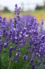 Elegance_03_f4cd21fc-3697-44ba-bca4-f54ae13c332d_2048x2048.jpg.webp