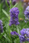 Lavandula_Ellagance_Purple_Bloom_1092.JPG.webp