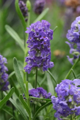 Lavandula_Ellagance_Purple_Bloom_1092.JPG.webp