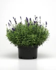 Lavandula_Ellagance_Purple_Container_1093.JPG.webp
