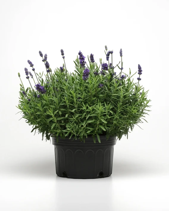 Lavandula_Ellagance_Purple_Container_1093.JPG.webp