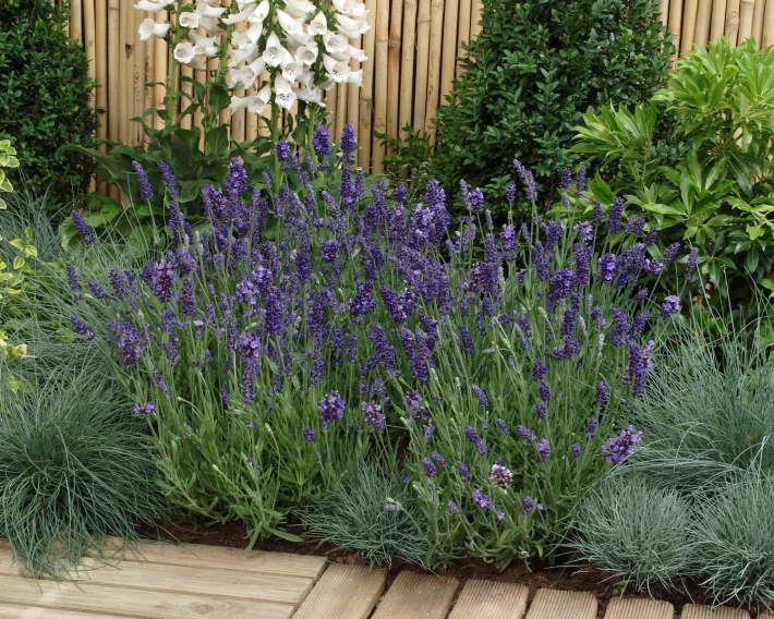 Lavandula_Ellagance_Purple_Garden_1091.jpg.webp