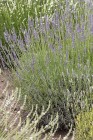 byliny-i-trawy_lavandula_79198_3.jpg