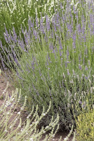 byliny-i-trawy_lavandula_79198_3.jpg