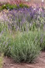 byliny-i-trawy_lavandula_79198_1.jpg