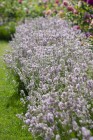 Lavandula angustifolia rosea.jpg