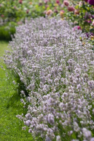 Lavandula angustifolia rosea.jpg