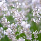 Lavandula intermedia 'Edelweiss' (Witte Lavendel) - Vaste Tuinplanten.jpg