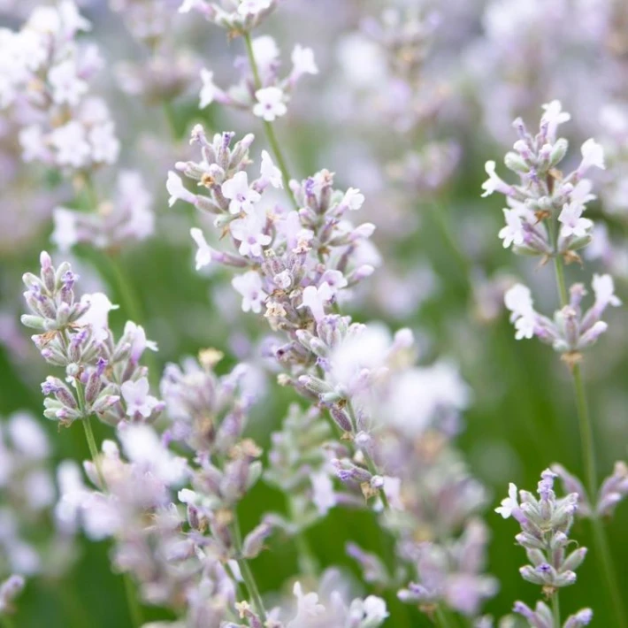 Lavandula intermedia 'Edelweiss' (Witte Lavendel) - Vaste Tuinplanten.jpg