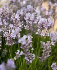 Little Lottie (Lavandula angustifolia 'Little Lottie').jpg