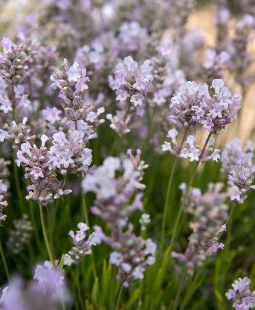 Little Lottie (Lavandula angustifolia 'Little Lottie').jpg
