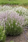lavandula-rosea_8.jpg